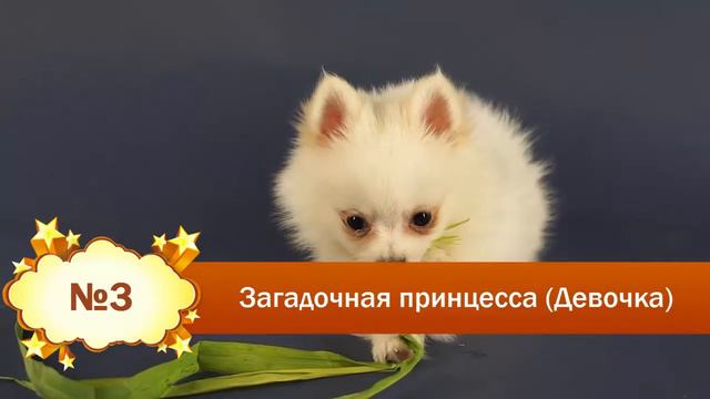 4 лохматых комочка счастья