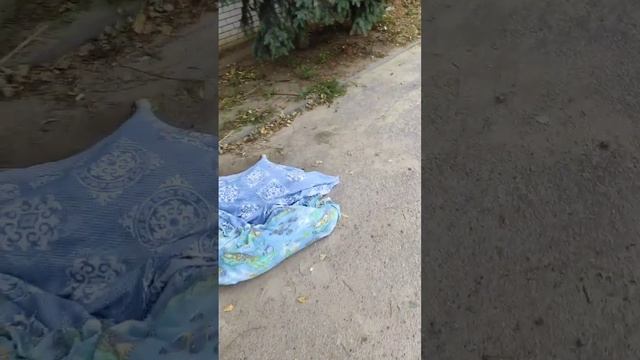 Убитые собаки в Волгограде