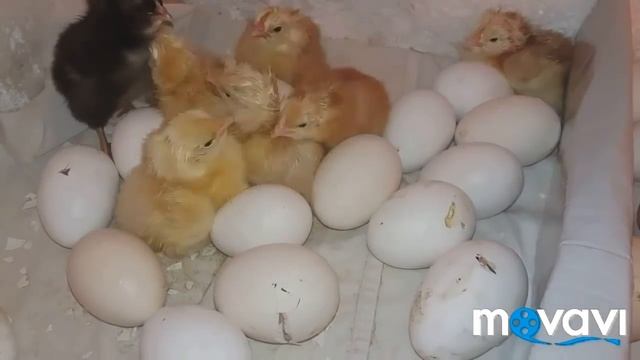Вывод цыплят в инкубаторе / Цыплята в инкубаторе / вылупление цыплят / chicken incubation