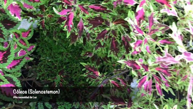 ▶ ¿POR QUÉ SE MUEREN MIS PLANTAS? 😱 Necesidades de LUZ en las PLANTAS 🌳