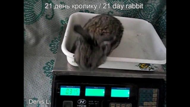 Развитие кролика по дням. 21 день кролику Ютубик21 day rabbit Youtubik