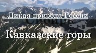 Дикая природа России - Кавказские горы