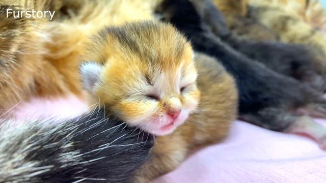 3 Days After Birth - Tiniest Kittens Show Their Cute Faces and Paws