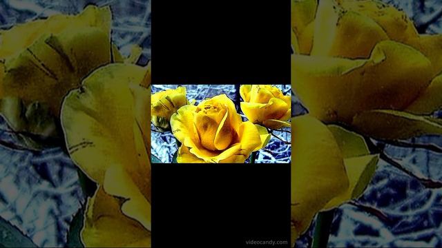 Гр. "Шиншиллы" "Три жёлтых розы" (автор и оператор Евгений Давыдов) HD