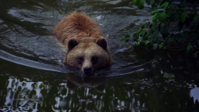 Подонок выследил девушку в лесу, и напал. Если бы не лось...