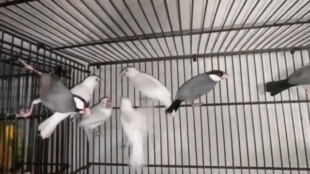Java Sparrow New Entry | Jameel Bird's Farm |