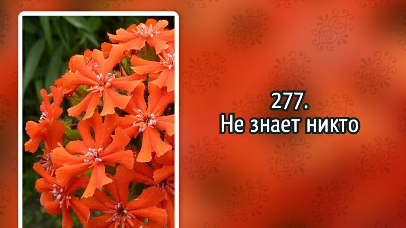 Гимны надежды 277 Не знает никто (-)