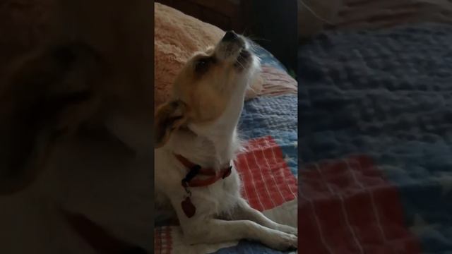 My dog singing to violin music