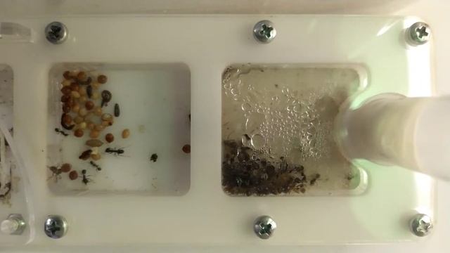 КАК ВЫБРАТЬ ФОРМИКАРИЙ НОВИЧКУ? ВИДЫ ФОРМИКАИЕВ ЛЮБИТЕЛИ ants