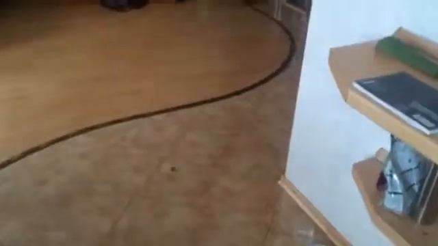 Кот Который ест много.