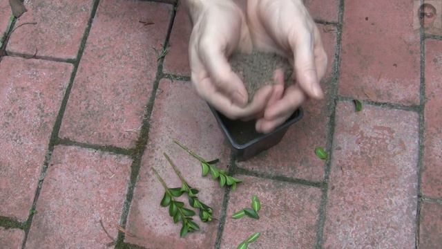 Самшит  размножение черенками самый простой доступный и быстрый способ Самшиты в контейнерах