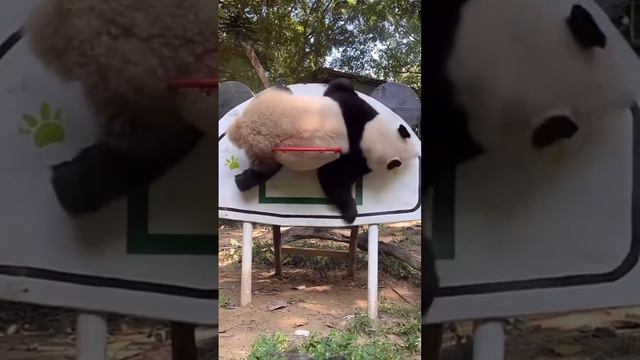 В одном китайском зоопарке панду решили научить баскетболу.