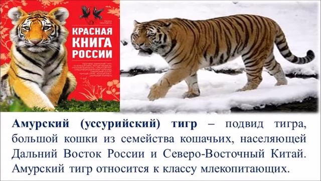 Виртуальная викторина «Мы из Красной книги».