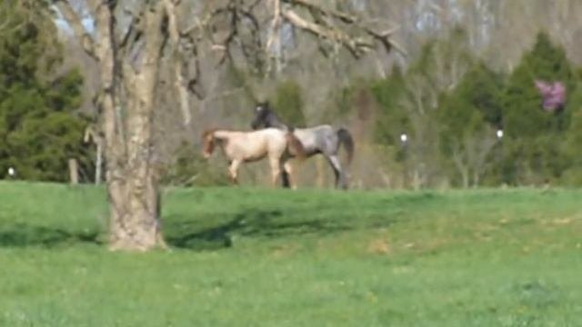 Luke And Stepper  1 Yr Old