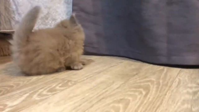 кот дает заднюю ))