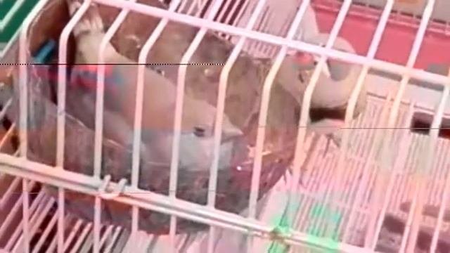 Самка амадин высиживает яйца
