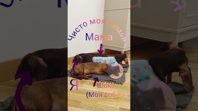 про шоке видос