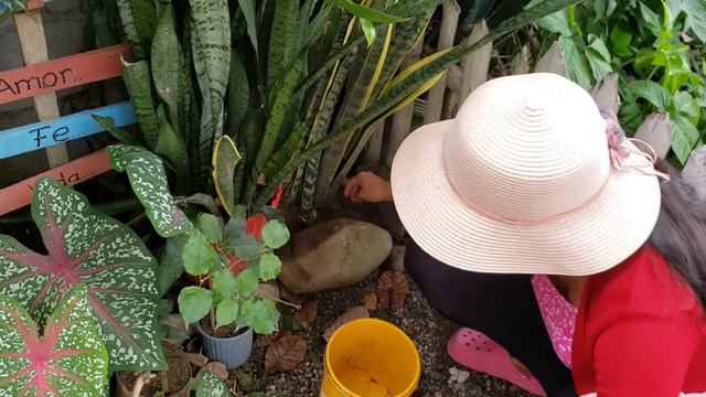 Podando y sembrando plantas del jardín