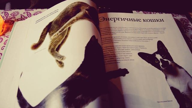 АСМР | ASMR - Книга "Все породы кошек" | Котики | Cats