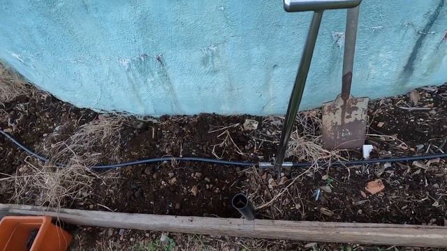 Prepping and planting agati, calamondin and pepperberry with wallabies, a snake and a rocket frog