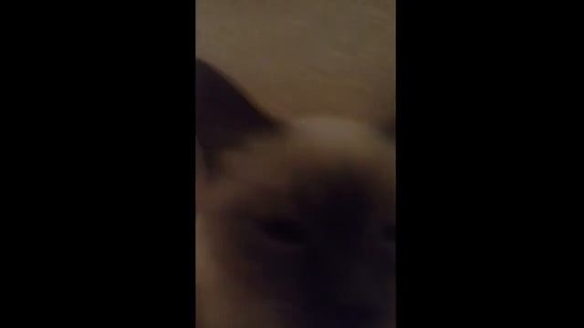 Ржачные видео ! Кот который спал с бутылкой !