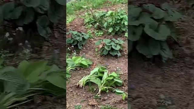 ЦВЕТЫ /ПЕТУНИЯ/ВИОЛА