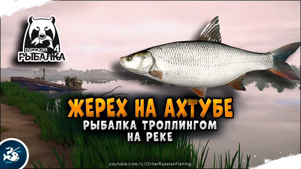 Русская Рыбалка 4 — Жерех на реке Ахтуба