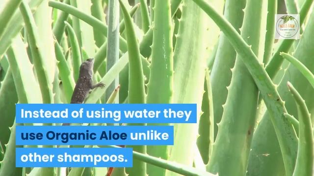 5 Best Natural Organic Shampoos For Dandruff(stops Flakes INSTANTLY)