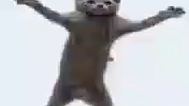 Cat Dance