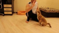 #Сиба#Шелдон в 2,5 месяца выполняет команды. Сиба. Шелдон в 2,5 месяца выполняет команды.