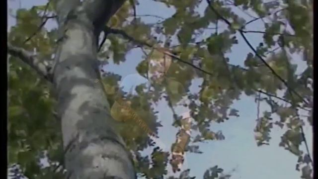 Я покинул родимый дом