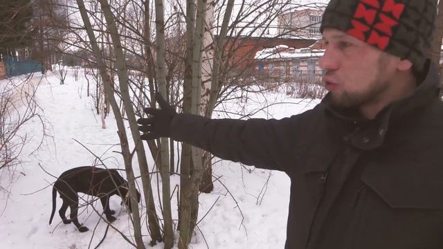 Чебоксарский собаковод рассказывает о проблемах с площадками в городе