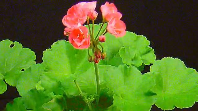 Time Lapse Blooming of a Geranium