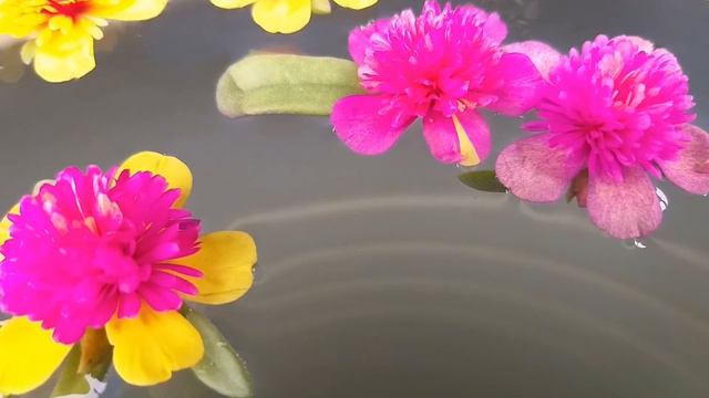 Fairytale Cindrella - Purslane..