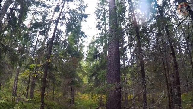 Открытие охоты на рябчика 2019 (Будни охотника и рыбака)
