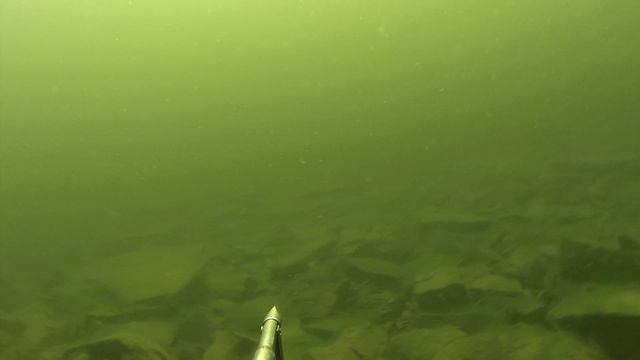 ЩУКА ~10КГ Подводная охота Красноярское море