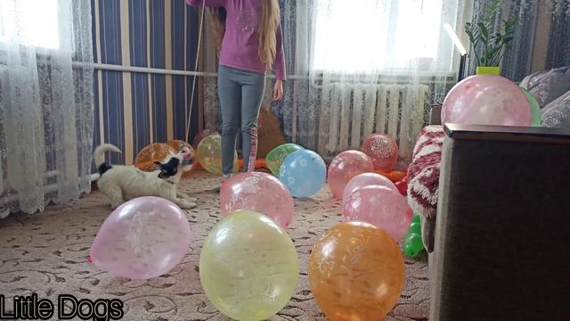 Zeus dog balloons/ Воздушные шарики для собаки по кличе  Зефирчик.