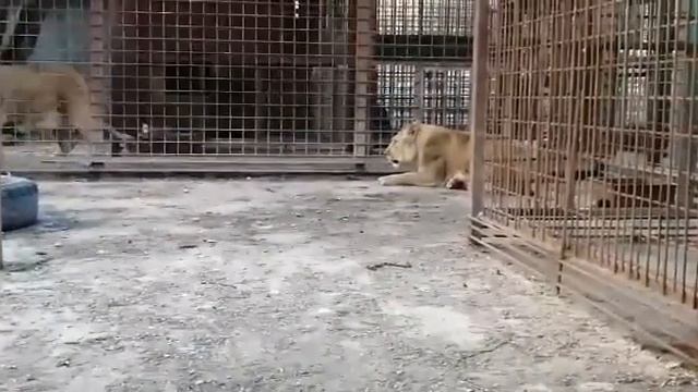 Сима и Эльза