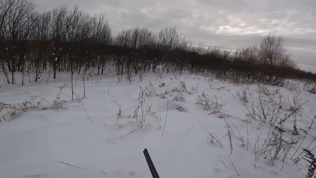 Охота на зайца.  От зайца остались рожки да ножки.