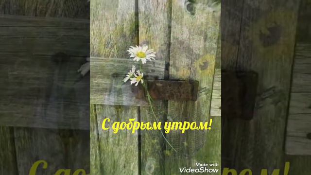 Доброе утро! Птицы.