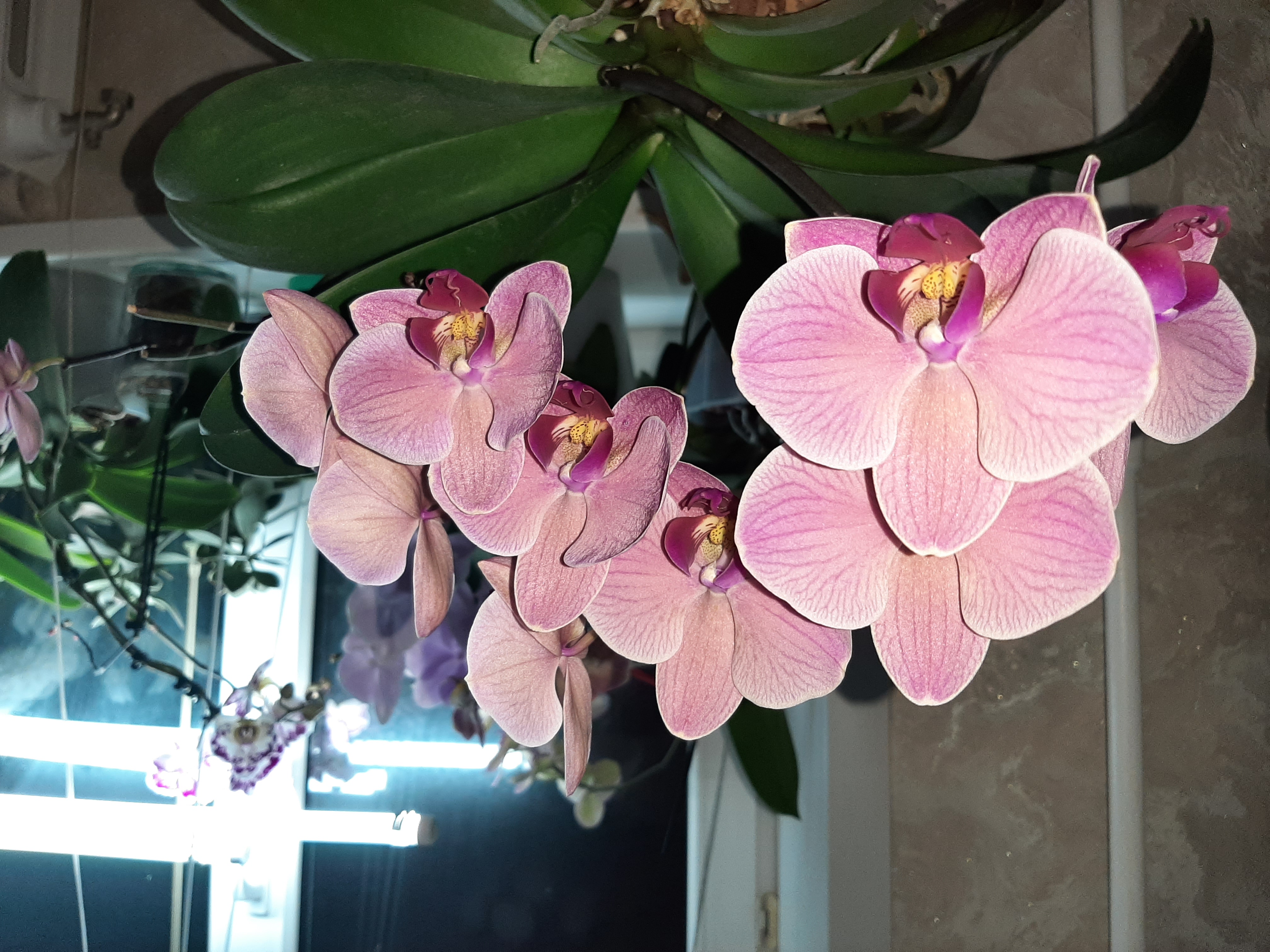 Цветущий март 🧡 Мои орхидеи фаленопсисы