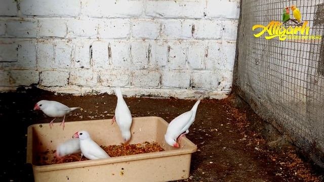 How to Make Java Sparrow Soft food and Seedmix Full Detailed