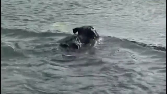 Русский чёрный терьер Собака Сталина все породы собак 101 dogs  Введение в с