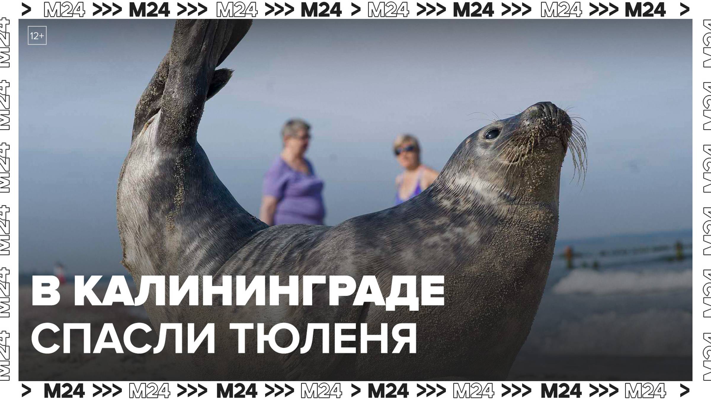 Новости регионов: в Калининграде спасли запутавшегося в сетях тюленя - Москва 24