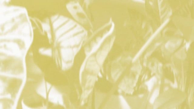 Aroid Time-lapse  Ep.11 Alocasia Baginda Silver Dragon Unfurled New Leaf