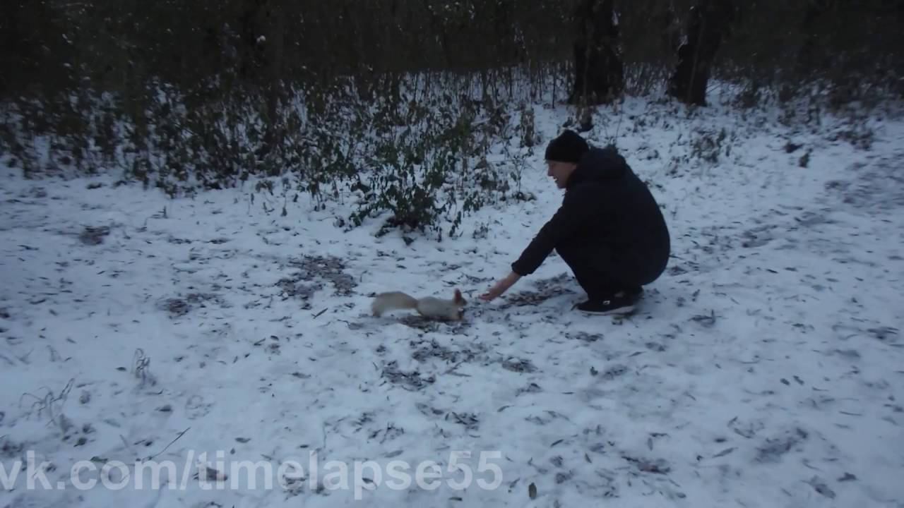 #timelapse55 Омск осенняя зарисовка Октября прогулки зеленый остров