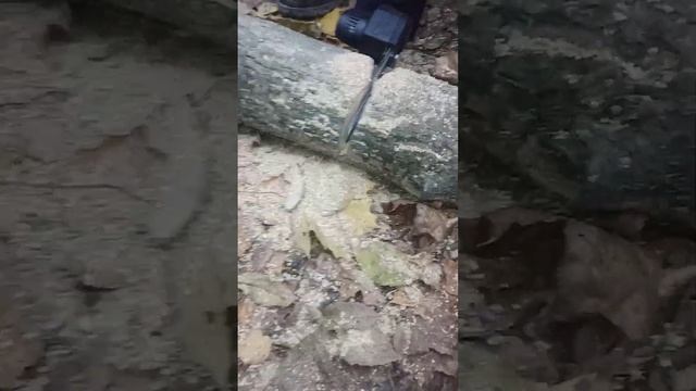 Тестируем электропилу wiekk