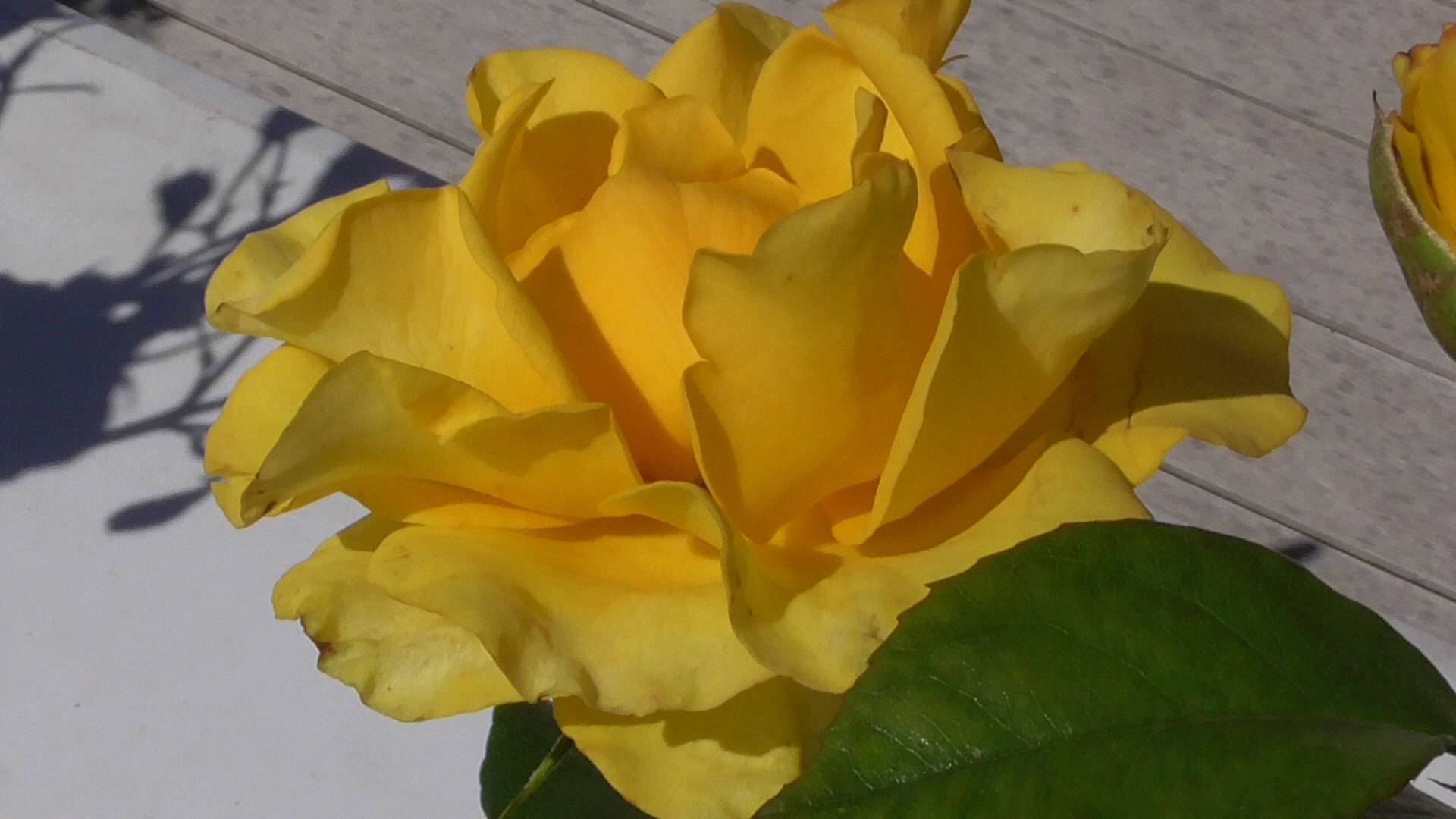 Сортовая жёлтая роза, видео 2024 год