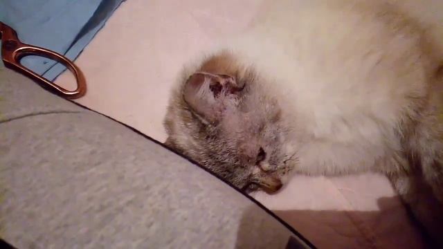 Как сделать Коврики  крючком из ненужных  вещей, кот Тихон