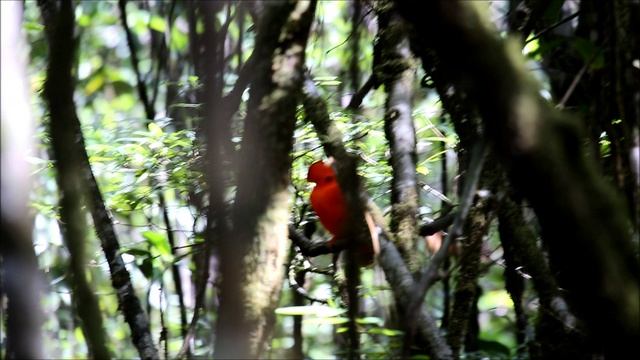 Каменный петушок - реликвия джунглей Южной Америки